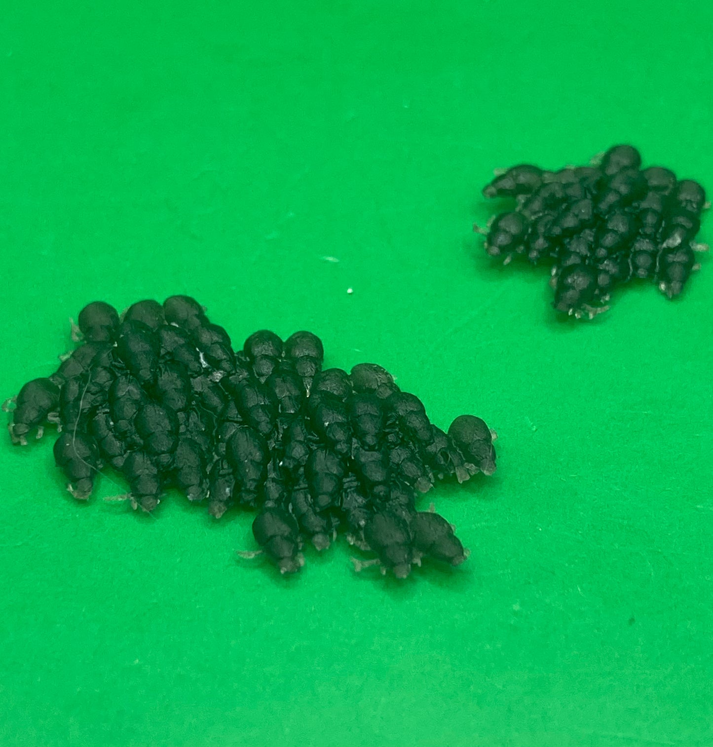 Scarab Swarm (2 Variants Available) - Epic Miniatures