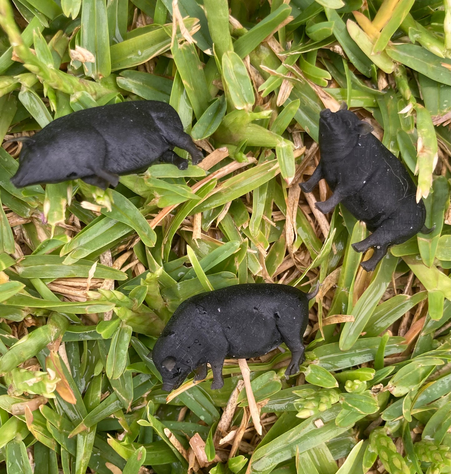 Farm Animal - Pig (3 Variants Available) - Epic Miniatures