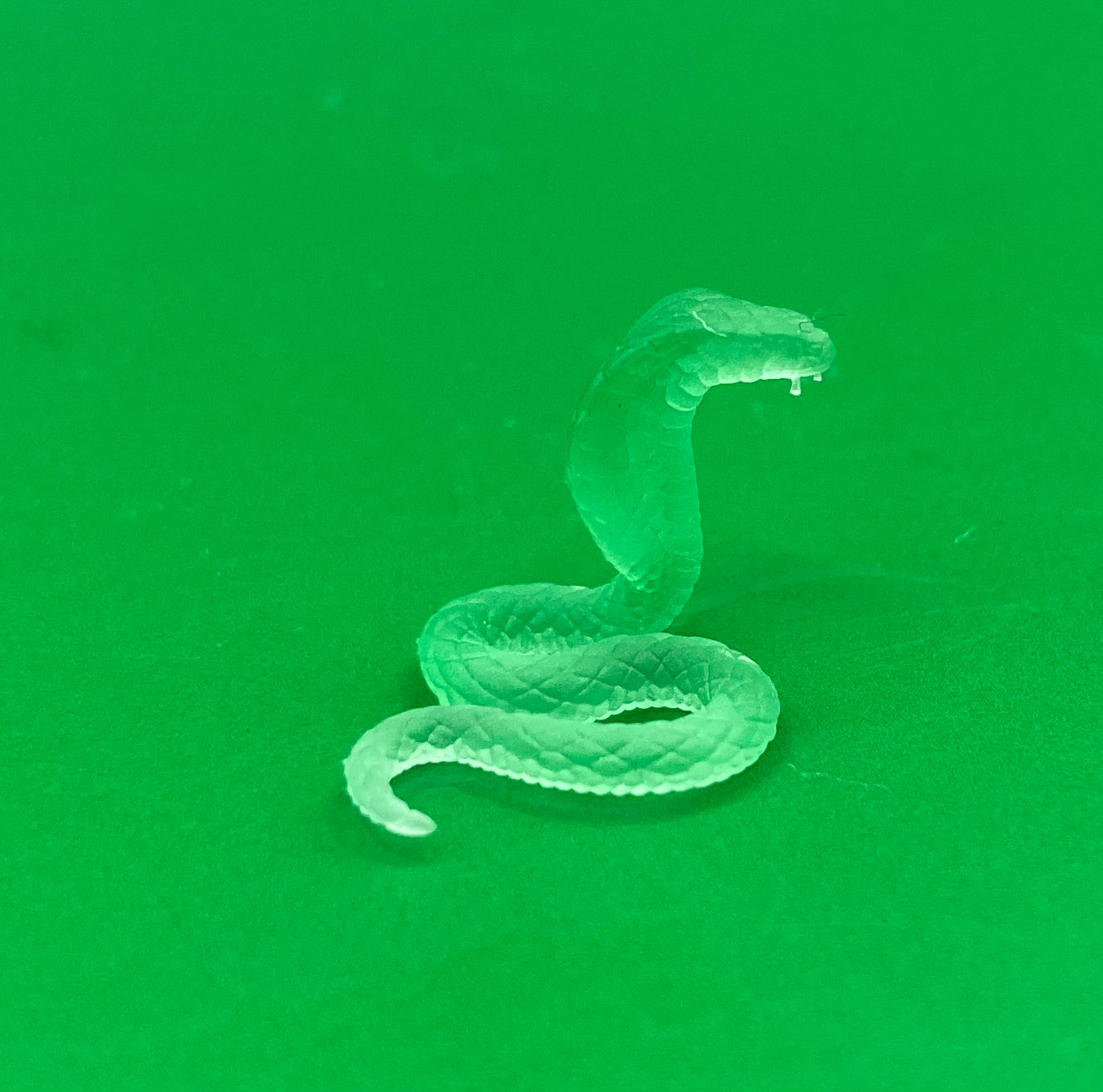King Cobras (3 Variants Available) - Velrock