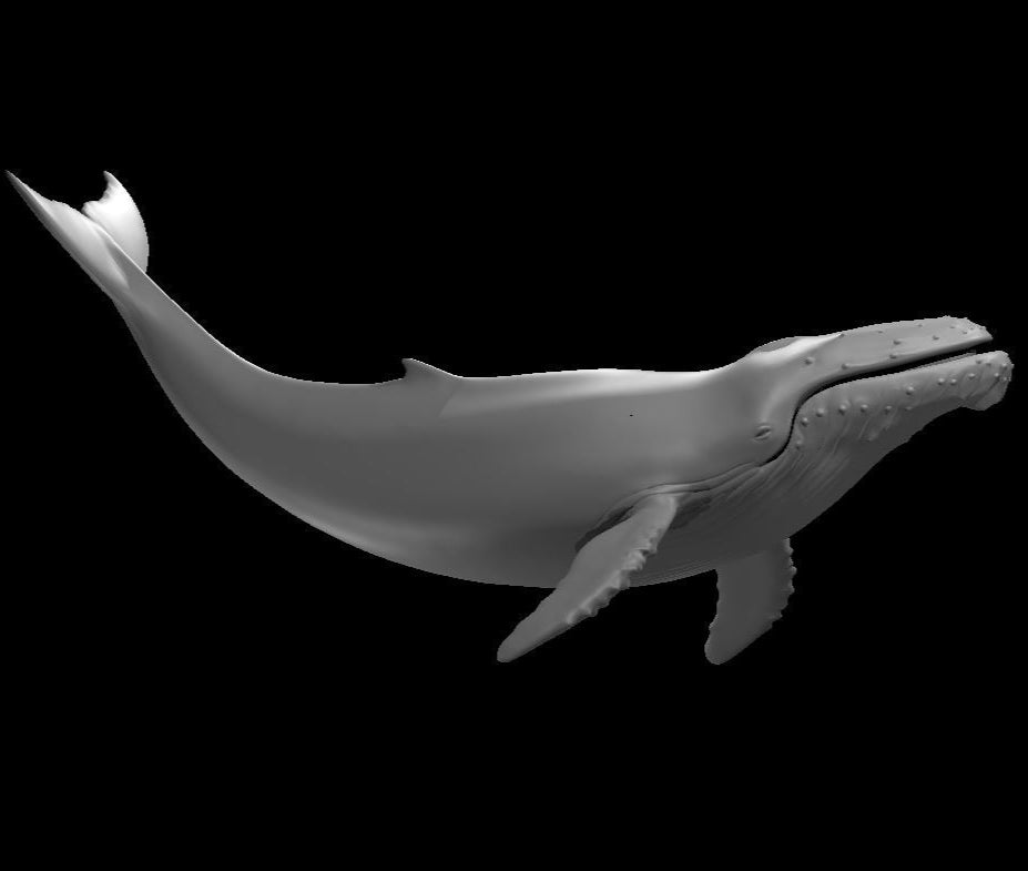 Whales (3 Variants Available) - MZ4250