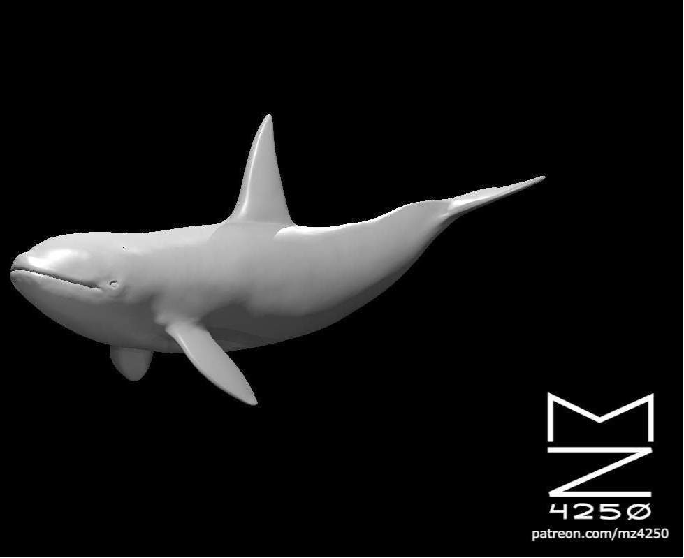 Whales (3 Variants Available) - MZ4250