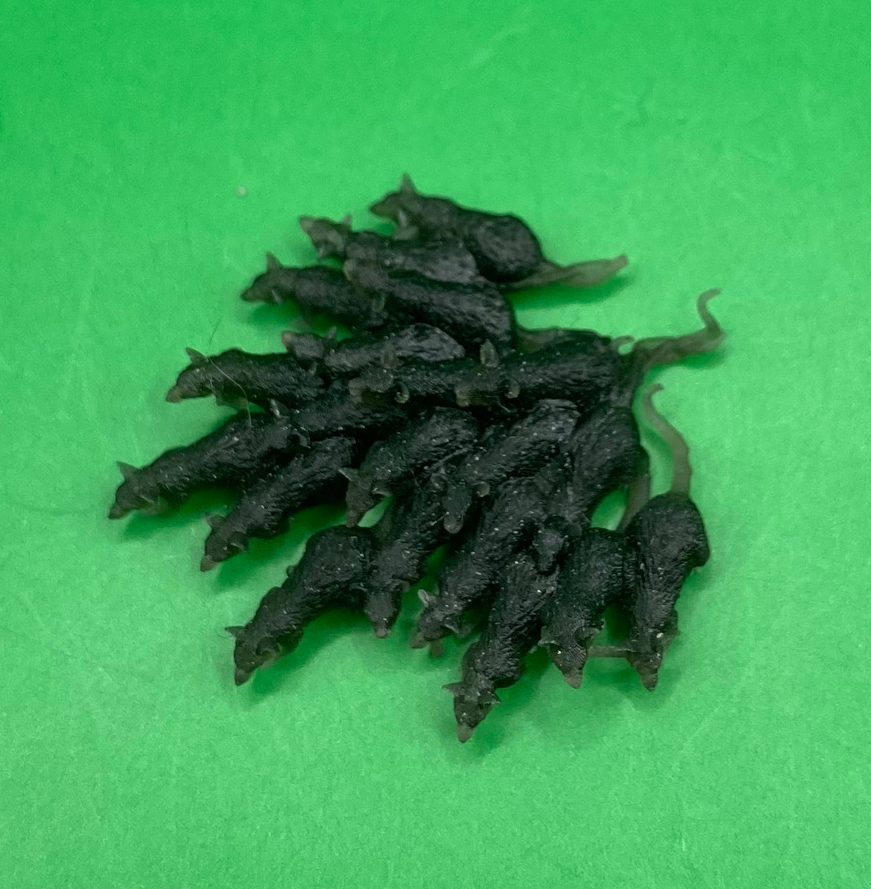 Rat Swarm (2 Variants Available) - Epic Miniatures